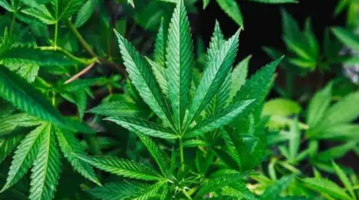 How Long After Surgery Can You Take Edibles - A Comprehensive Guide